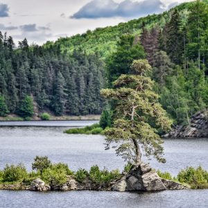 Europäischer Baum des Jahres 2020