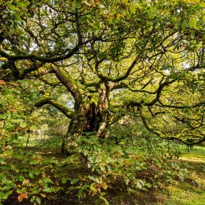 Europäischer Baum des Jahres 2020