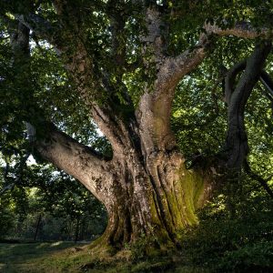 Europäischer Baum des Jahres 2020