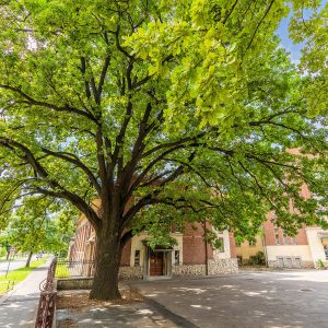 Europäischer Baum des Jahres 2020