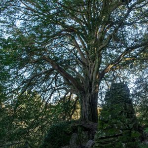 Europäischer Baum des Jahres 2020