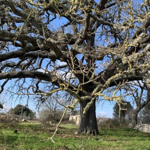 Europäischer Baum des Jahres 2020
