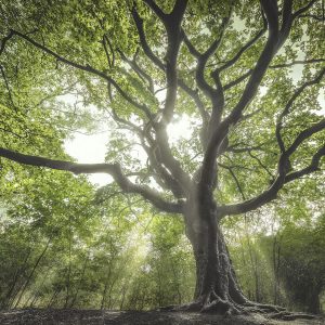 Europäischer Baum des Jahres 2020