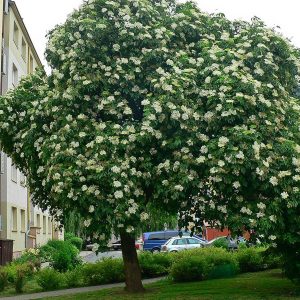 Europäischer Baum des Jahres 2020