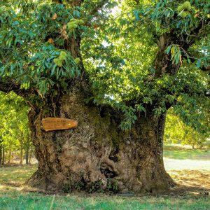 Europäischer Baum des Jahres 2020