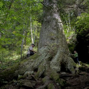 Europäischer Baum des Jahres 2020