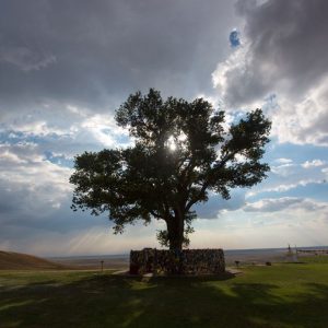 Europäischer Baum des Jahres 2020