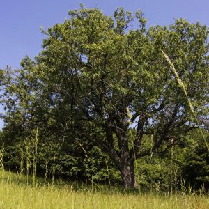 Europäischer Baum des Jahres 2020