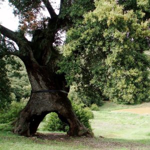 Europäischer Baum des Jahres 2020