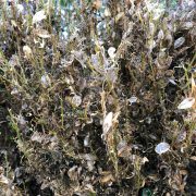 Buchsbaumzünsler: Ablesen oder Gift? Bekämpfen oder verzichten?