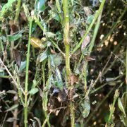 Buchsbaumzünsler: Ablesen oder Gift? Bekämpfen oder verzichten?