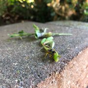 Buchsbaumzünsler: Ablesen oder Gift? Bekämpfen oder verzichten?