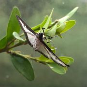 Buchsbaumzünsler: Ablesen oder Gift? Bekämpfen oder verzichten?