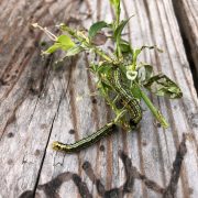 Buchsbaumzünsler: Ablesen oder Gift? Bekämpfen oder verzichten?