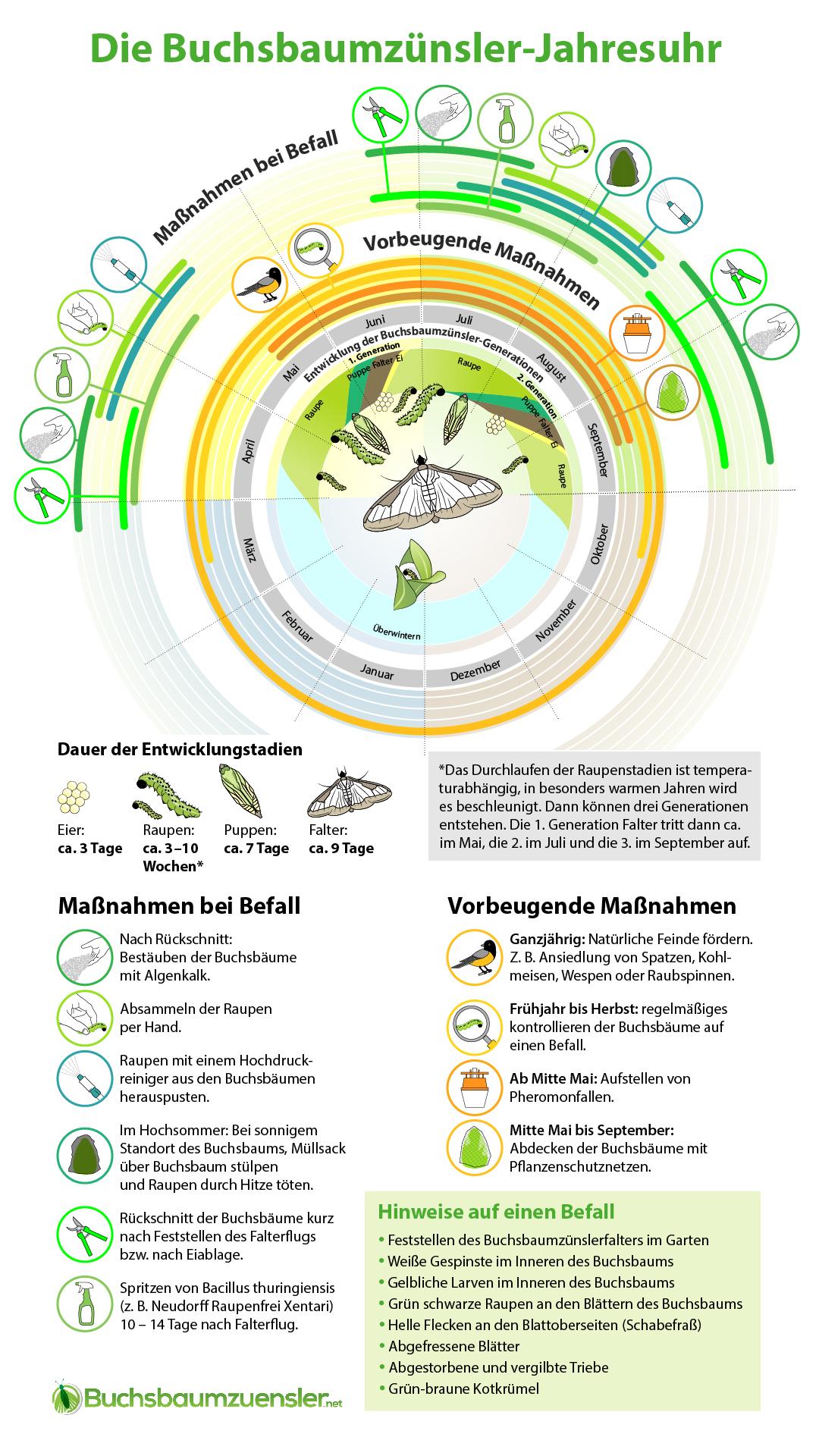 Buchsbaumzünsler: Ablesen oder Gift? Bekämpfen oder verzichten?