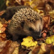 Baumpflege im Herbst: Igel im Laubhaufen: Feinschliff vor der kalten Jahreszeit