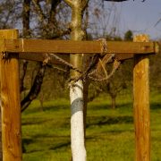 Baumpflege im Herbst: Mit Kalkanstrich fit für die kalte Jahreszeit