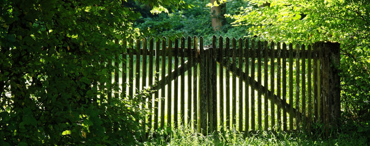 Rechtsfragen in der Baumpflege: Die Bäume des Nachbarn