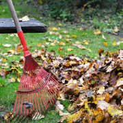 Baumpflege im Herbst: Wohin mit dem Herbstlaub?