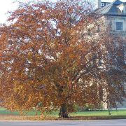 Baumpflege im Herbst: Wohin mit dem Herbstlaub?