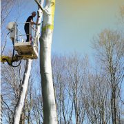 Arboflex: Zeitpunkt und Nutzen von Weißanstrich an Bäumen