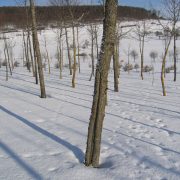 Arboflex: Zeitpunkt und Nutzen von Weißanstrich an Bäumen