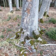 Arboflex: Zeitpunkt und Nutzen von Weißanstrich an Bäumen