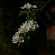 Buchtipp: Sofia Blind – Die alten Obstsorten