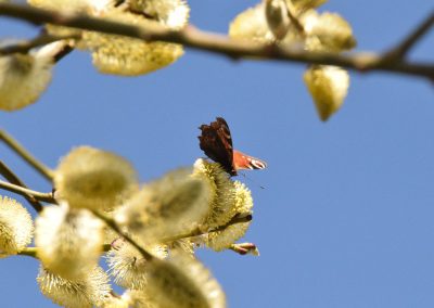 Was bedeutet die Handstraußregel?