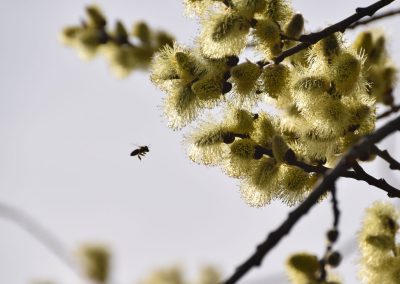 Was bedeutet die Handstraußregel?