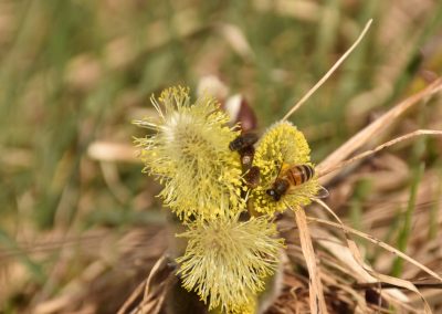 Was bedeutet die Handstraußregel?