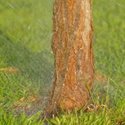 Gastartikel Baumbad: Gießpatenschaften für Baumbad