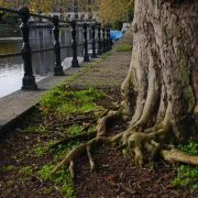 Baumwurzeln mit Erde bedecken?