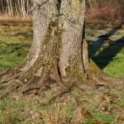 Baumwurzeln mit Erde bedecken?