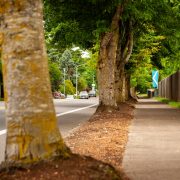 Baumwurzeln mit Erde bedecken?