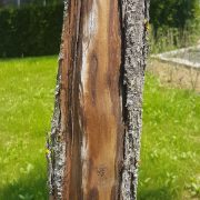 Ihre Frage: Aufgeplatzte Rinde am Kuchenbaum