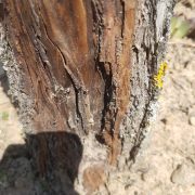 Ihre Frage: Aufgeplatzte Rinde am Kuchenbaum