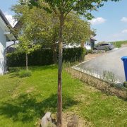 Ihre Frage: Aufgeplatzte Rinde am Kuchenbaum