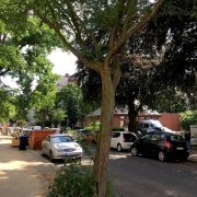 Wie gießt man alte Bäume in der Stadt?