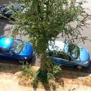 Wie gießt man alte Bäume in der Stadt?