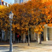 Wie gießt man alte Bäume in der Stadt?