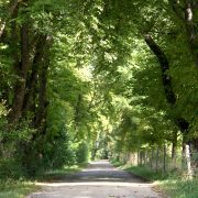 Digitales Baummanagement: Vorteile Professioneller Baumsoftware