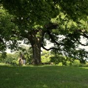 Digitales Baummanagement: Vorteile Professioneller Baumsoftware