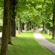 Digitales Baummanagement: Vorteile Professioneller Baumsoftware