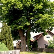 Digitales Baummanagement: Vorteile Professioneller Baumsoftware