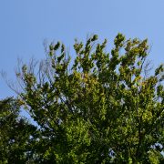 210529_Baumbad-Trockenstress_Buche-Krone