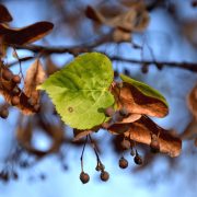 210529_Baumbad-Trockenstress_Linde-Nottrieb