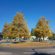 210529_Baumbad-Trockenstress_Linde-Trockenheit