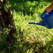 210914_Baumbad-Trockenstress_Baum-gießen