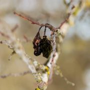 Fruchtmumien einer Zwetschge hängen an einem Ast ohne Blätter